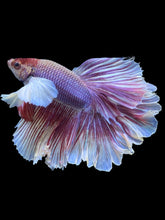 Load image into Gallery viewer, Male Rosetail - Purple Dumbo #2417 - Live Betta Fish
