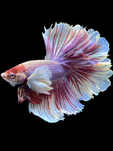 Load image into Gallery viewer, Male Rosetail - Purple Dumbo #2417 - Live Betta Fish
