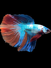 Load image into Gallery viewer, RARE GIANT Male Halfmoon - Candy #2417 - Live Betta Fish
