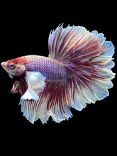Load image into Gallery viewer, Male Rosetail - Purple Dumbo #2417 - Live Betta Fish
