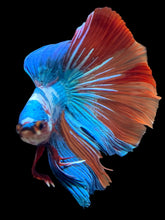 Load image into Gallery viewer, RARE GIANT Male Halfmoon - Candy #2417 - Live Betta Fish
