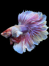 Load image into Gallery viewer, Male Rosetail - Purple Dumbo #2417 - Live Betta Fish
