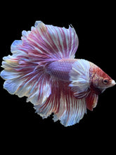 Load image into Gallery viewer, Male Rosetail - Purple Dumbo #2417 - Live Betta Fish
