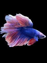 Load image into Gallery viewer, Male Rosetail - Two Tone #2418 - Live Betta Fish
