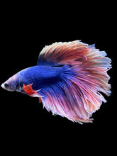 Load image into Gallery viewer, Male Rosetail - Two Tone #2418 - Live Betta Fish
