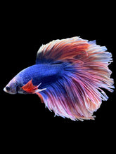 Load image into Gallery viewer, Male Rosetail - Two Tone #2418 - Live Betta Fish
