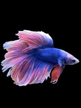 Load image into Gallery viewer, Male Rosetail - Two Tone #2418 - Live Betta Fish
