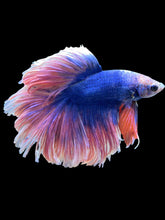 Load image into Gallery viewer, Male Rosetail - Two Tone #2418 - Live Betta Fish
