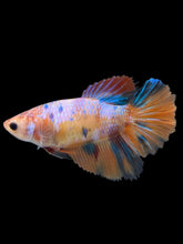 Load image into Gallery viewer, TOP GRADE Female Halfmoon - Galaxy #2419 - Live Betta Fish
