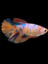 Load image into Gallery viewer, TOP GRADE Female Halfmoon - Galaxy #2419 - Live Betta Fish
