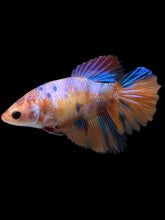 Load image into Gallery viewer, TOP GRADE Female Halfmoon - Galaxy #2419 - Live Betta Fish
