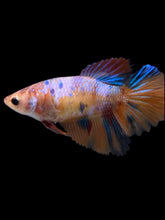 Load image into Gallery viewer, TOP GRADE Female Halfmoon - Galaxy #2419 - Live Betta Fish
