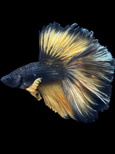 Load image into Gallery viewer, Male Rosetail - Copper Mustard #2420 - Live Betta Fish
