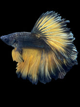 Load image into Gallery viewer, Male Rosetail - Copper Mustard #2420 - Live Betta Fish
