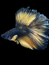 Load image into Gallery viewer, Male Rosetail - Copper Mustard #2420 - Live Betta Fish
