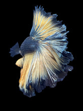 Load image into Gallery viewer, Male Rosetail - Copper Mustard #2420 - Live Betta Fish
