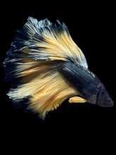 Load image into Gallery viewer, Male Rosetail - Copper Mustard #2420 - Live Betta Fish
