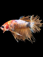 Load image into Gallery viewer, Male King Crowntail - Candy #2421 - Live Betta Fish
