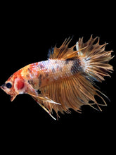 Load image into Gallery viewer, Male King Crowntail - Candy #2421 - Live Betta Fish

