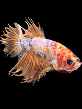Load image into Gallery viewer, Male King Crowntail - Candy #2421 - Live Betta Fish
