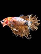 Load image into Gallery viewer, Male King Crowntail - Candy #2421 - Live Betta Fish
