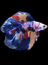 Load image into Gallery viewer, Male Fullmoon - Multicolor #2424 - Live Betta Fish

