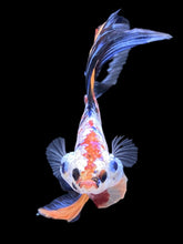 Load image into Gallery viewer, Male Fullmoon - Multicolor #2424 - Live Betta Fish
