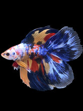 Load image into Gallery viewer, Male Fullmoon - Multicolor #2424 - Live Betta Fish

