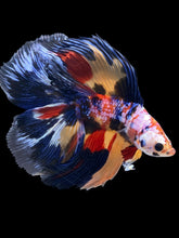 Load image into Gallery viewer, Male Fullmoon - Multicolor #2424 - Live Betta Fish
