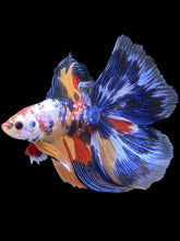 Load image into Gallery viewer, Male Fullmoon - Multicolor #2424 - Live Betta Fish
