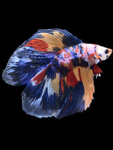 Load image into Gallery viewer, Male Fullmoon - Multicolor #2424 - Live Betta Fish
