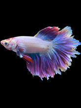 Load image into Gallery viewer, Male Feather Tail - Purple #2426 - Live Betta Fish
