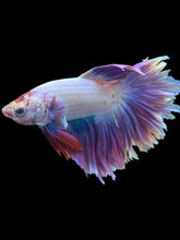 Load image into Gallery viewer, Male Feather Tail - Purple #2426 - Live Betta Fish
