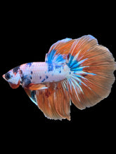 Load image into Gallery viewer, Male Halfmoon - Galaxy #2427 - Live Betta Fish
