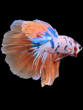 Load image into Gallery viewer, Male Halfmoon - Galaxy #2427 - Live Betta Fish
