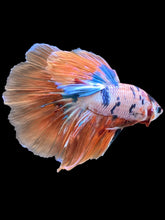 Load image into Gallery viewer, Male Halfmoon - Galaxy #2427 - Live Betta Fish
