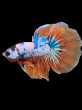 Load image into Gallery viewer, Male Halfmoon - Galaxy #2427 - Live Betta Fish
