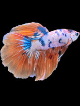 Load image into Gallery viewer, Male Halfmoon - Galaxy #2427 - Live Betta Fish
