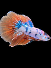 Load image into Gallery viewer, Male Halfmoon - Galaxy #2427 - Live Betta Fish
