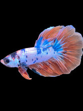 Load image into Gallery viewer, Male Halfmoon - Galaxy #2427 - Live Betta Fish
