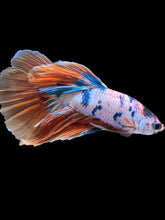 Load image into Gallery viewer, Male Halfmoon - Galaxy #2427 - Live Betta Fish
