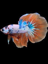 Load image into Gallery viewer, Male Halfmoon - Galaxy #2427 - Live Betta Fish

