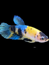 Load image into Gallery viewer, Female Halfmoon Plakat - Yellow Galaxy #2428 - Live Betta Fish
