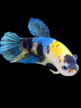 Load image into Gallery viewer, Female Halfmoon Plakat - Yellow Galaxy #2428 - Live Betta Fish
