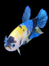 Load image into Gallery viewer, Female Halfmoon Plakat - Yellow Galaxy #2428 - Live Betta Fish
