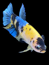 Load image into Gallery viewer, Female Halfmoon Plakat - Yellow Galaxy #2428 - Live Betta Fish
