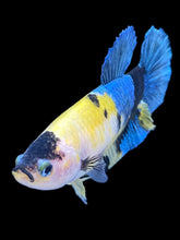 Load image into Gallery viewer, Female Halfmoon Plakat - Yellow Galaxy #2428 - Live Betta Fish
