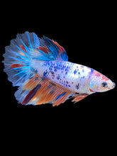 Load image into Gallery viewer, TOP GRADE Female Halfmoon - Candy #2429 - Live Betta Fish
