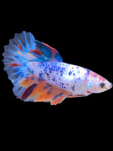 Load image into Gallery viewer, TOP GRADE Female Halfmoon - Candy #2429 - Live Betta Fish
