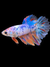 Load image into Gallery viewer, TOP GRADE Female Halfmoon - Candy #2429 - Live Betta Fish
